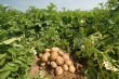 В Подмосковье отмечается хороший урожай картофеля и других овощей 