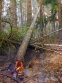 В Подмосковных лесах введён особый противопожарный режим