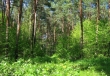 В Московской области проводится масштабная тренировка по спасению заблудившихся в лесу