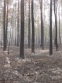 Пожароопасный период в Московской области проходит без масштабных лесных возгораний 